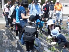 ハッピー農園サツマイモ植え付け(早良区)